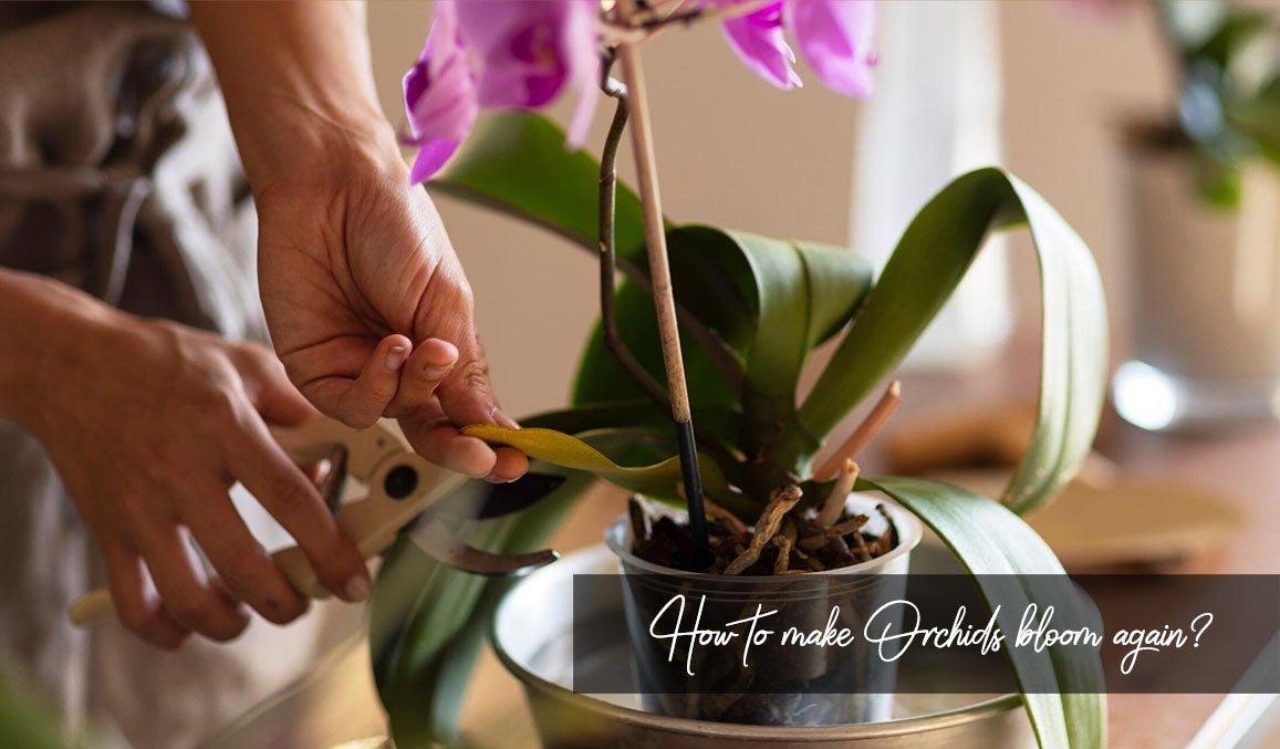 How to Make Orchids Bloom Again