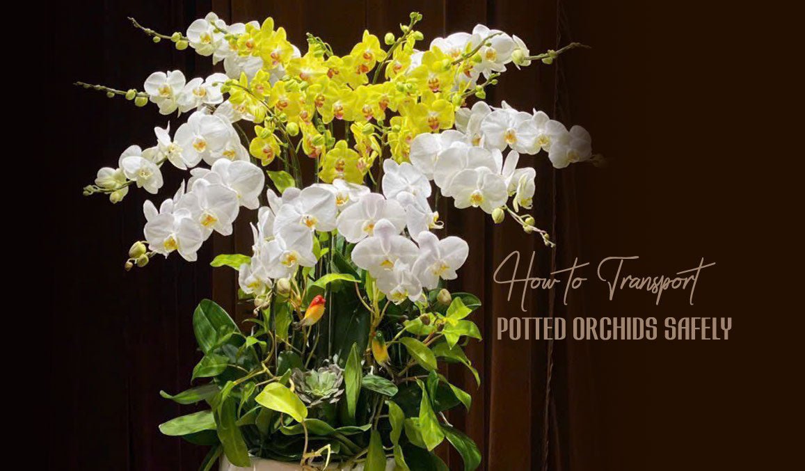 How to Transport Potted Orchids Safely