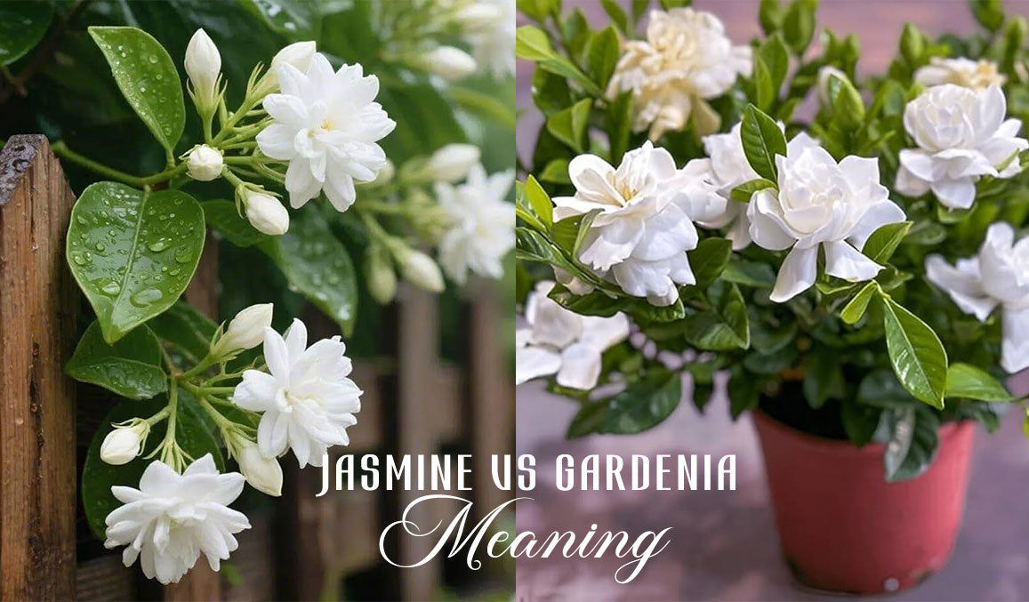 Jasmine vs Gardenia Meaning