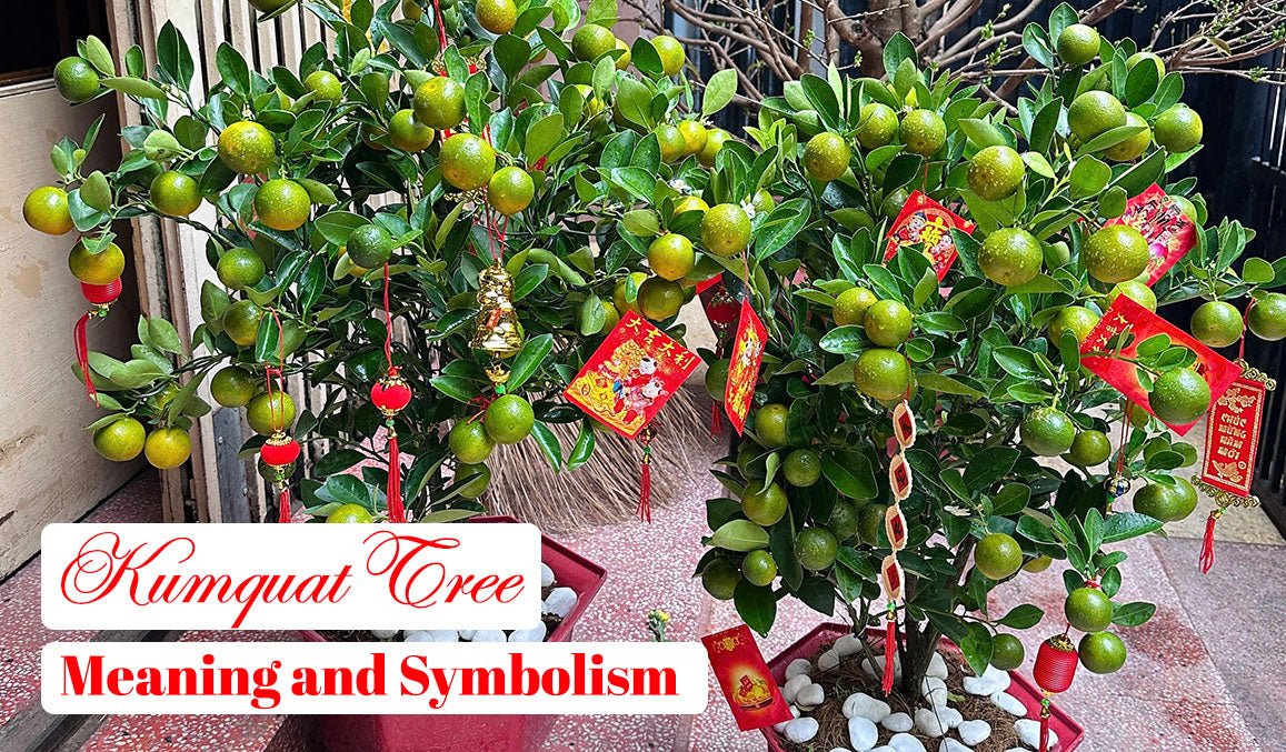 Kumquat Tree Meaning and Symbolism
