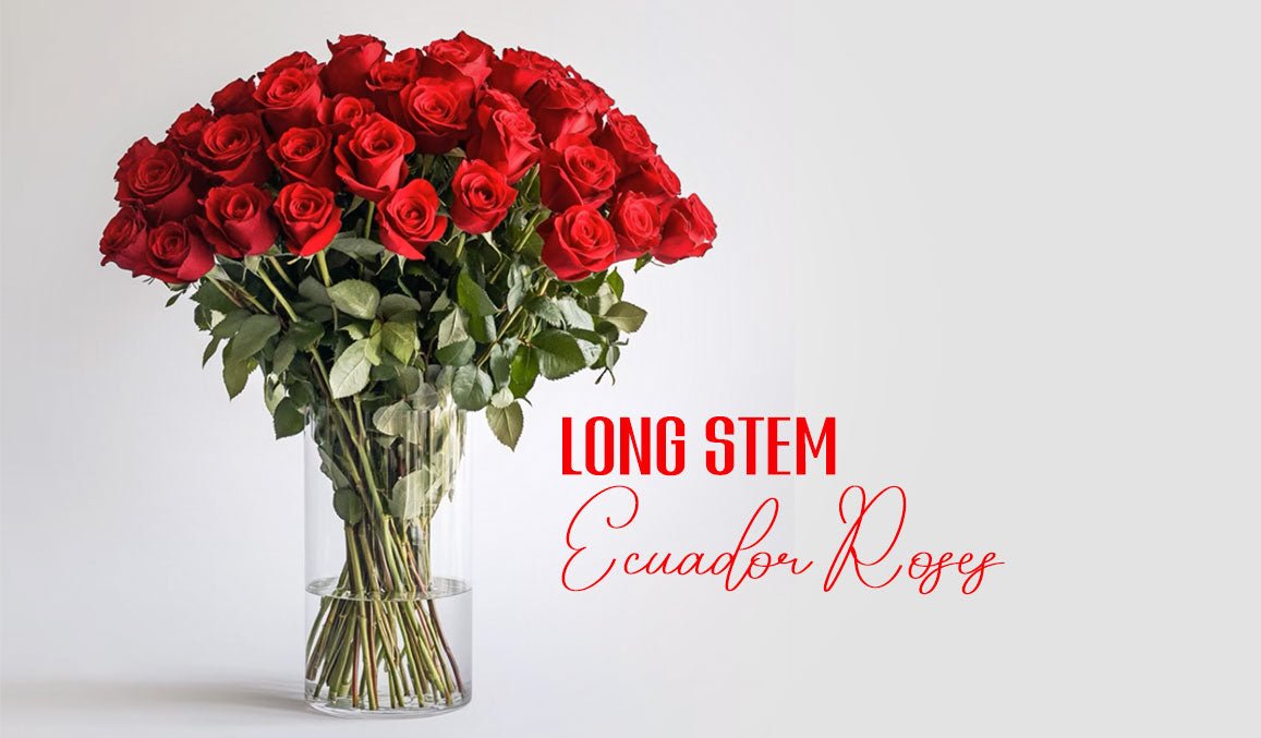Long Stem Ecuador Roses