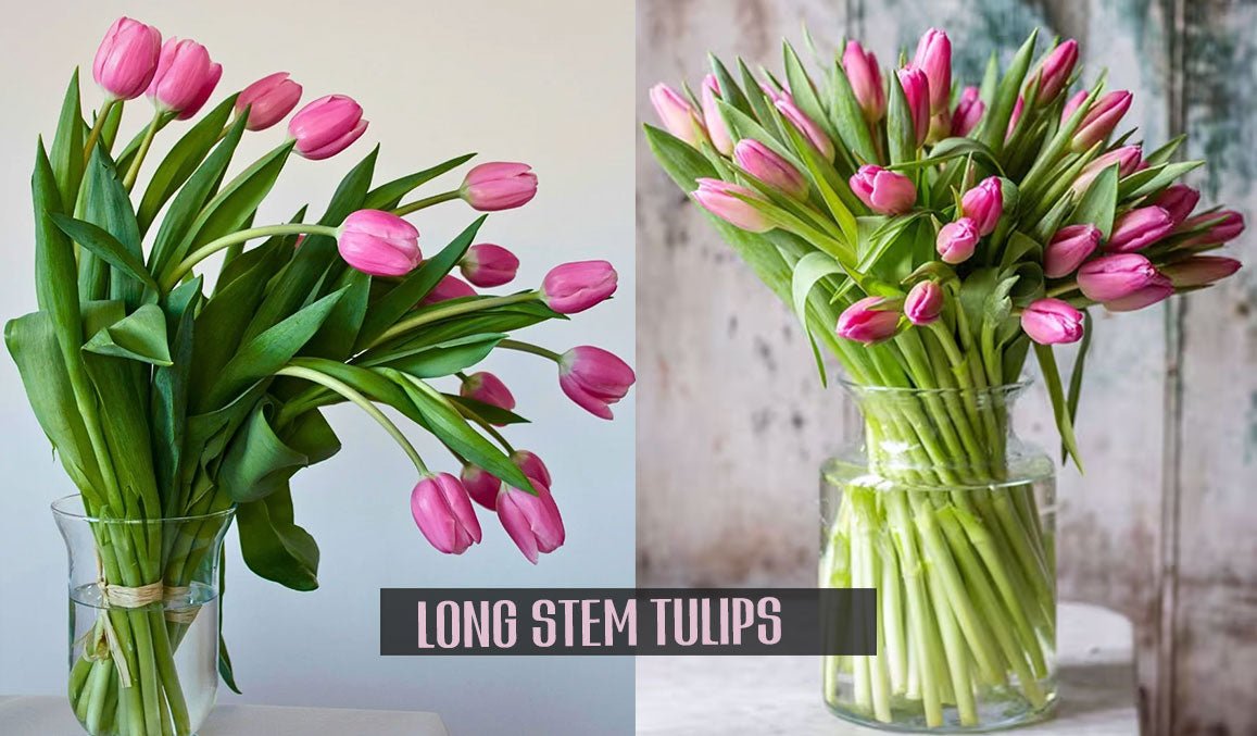 Long Stem Tulips