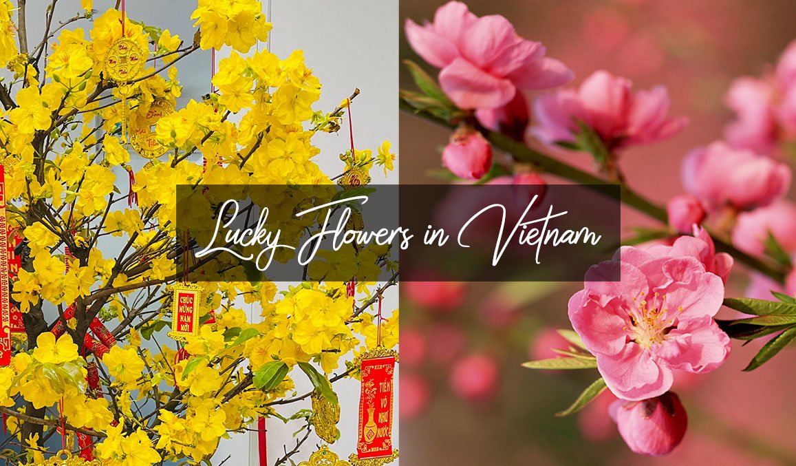 Lucky Flowers in Vietnam