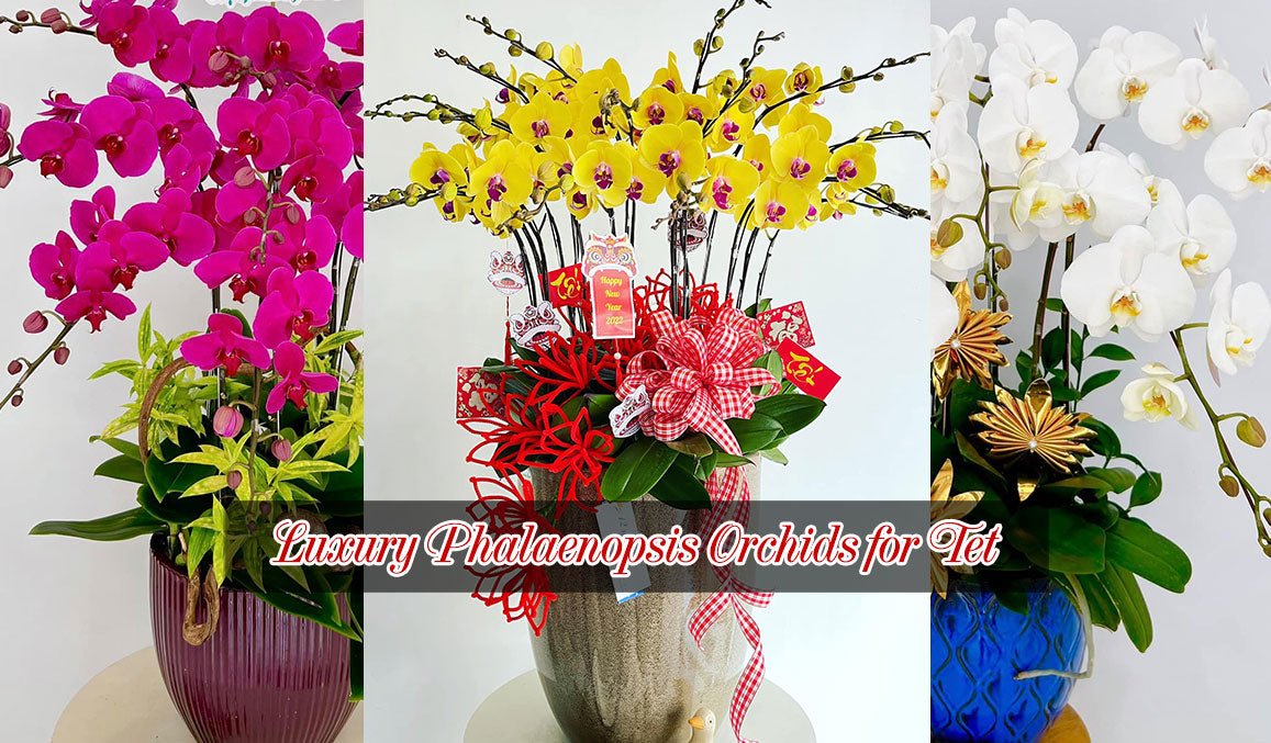 Luxury Phalaenopsis Orchids for Tet