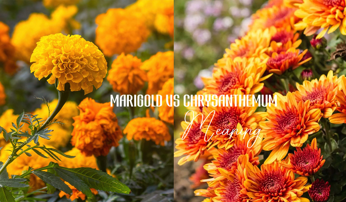 Marigold vs Chrysanthemum Meaning