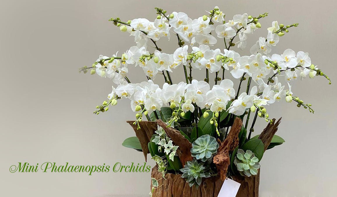 Mini Phalaenopsis Orchids