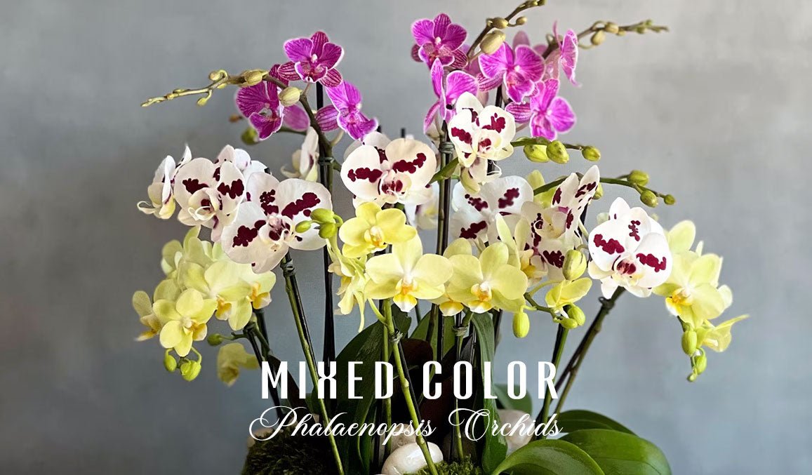 Mixed Color Phalaenopsis Orchids
