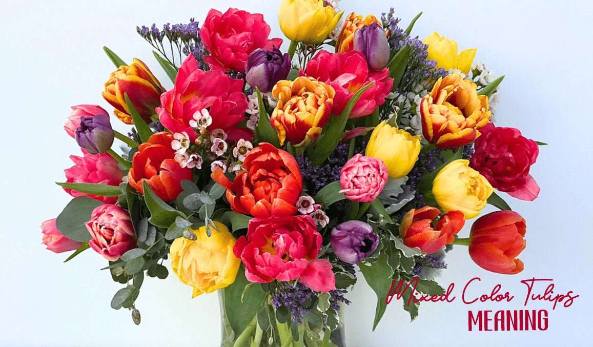 Mixed Color Tulips Meaning