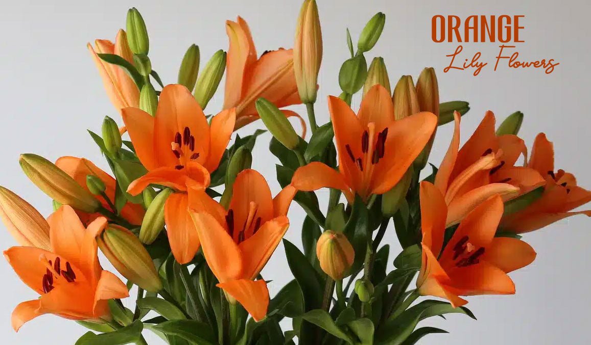 Orange Lily Flowers