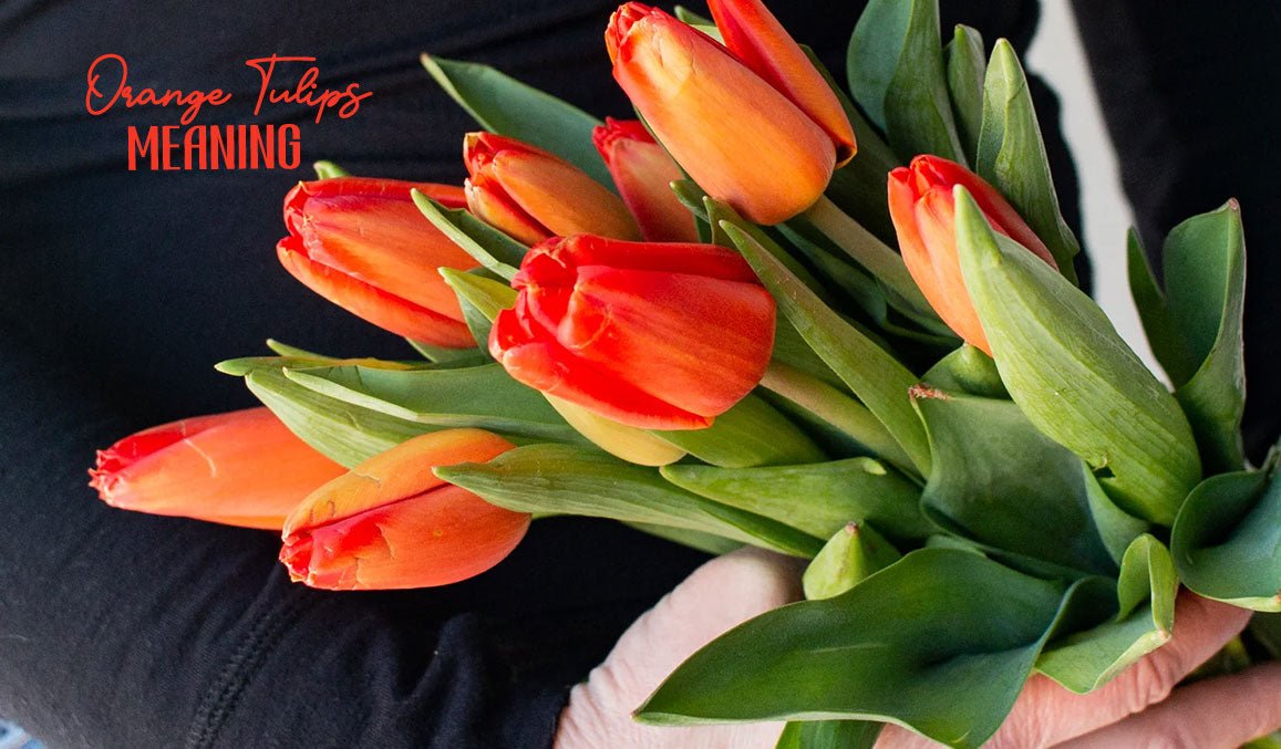 Orange Tulips Meaning