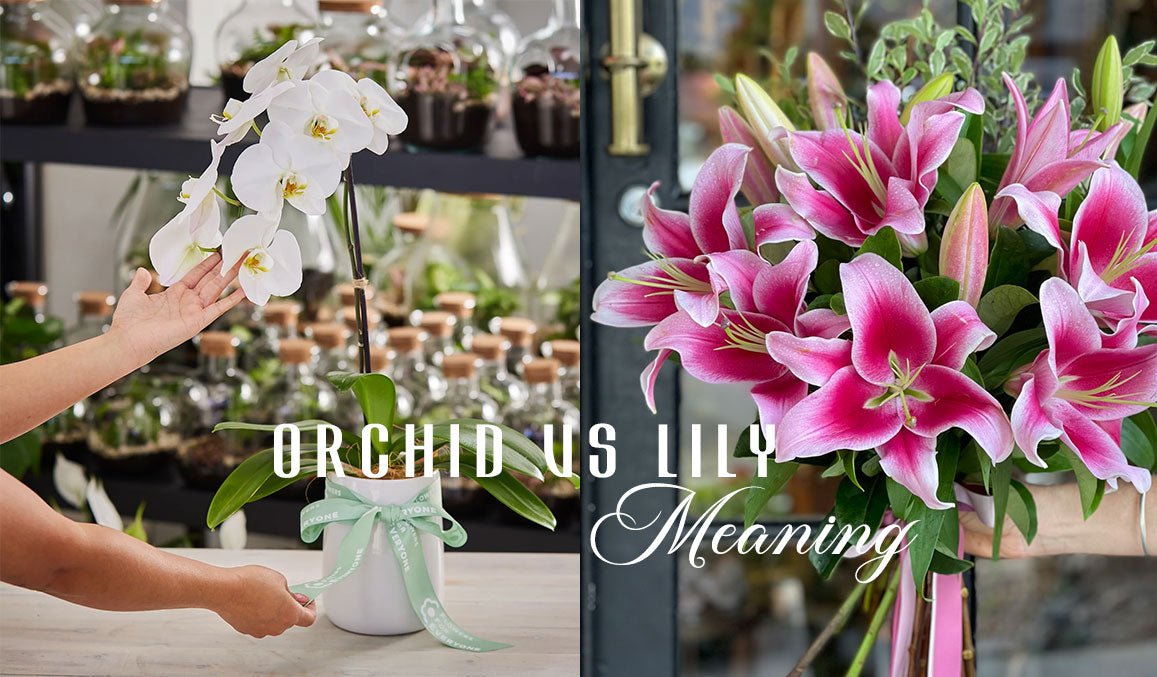 Orchid vs Lily Meaning