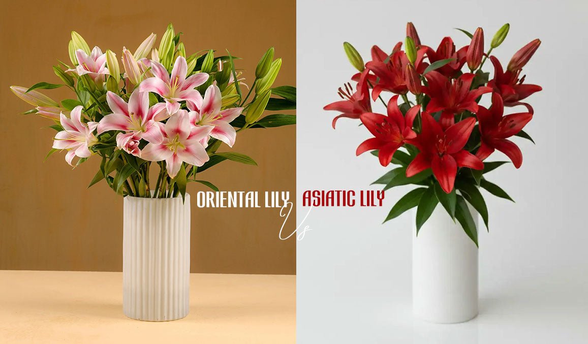 Oriental Lily vs Asiatic Lily