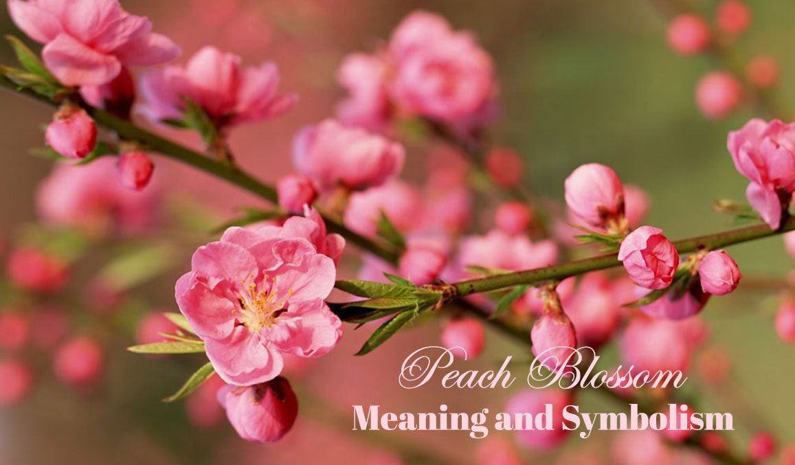 Peach Blossom Meaning and Symbolism