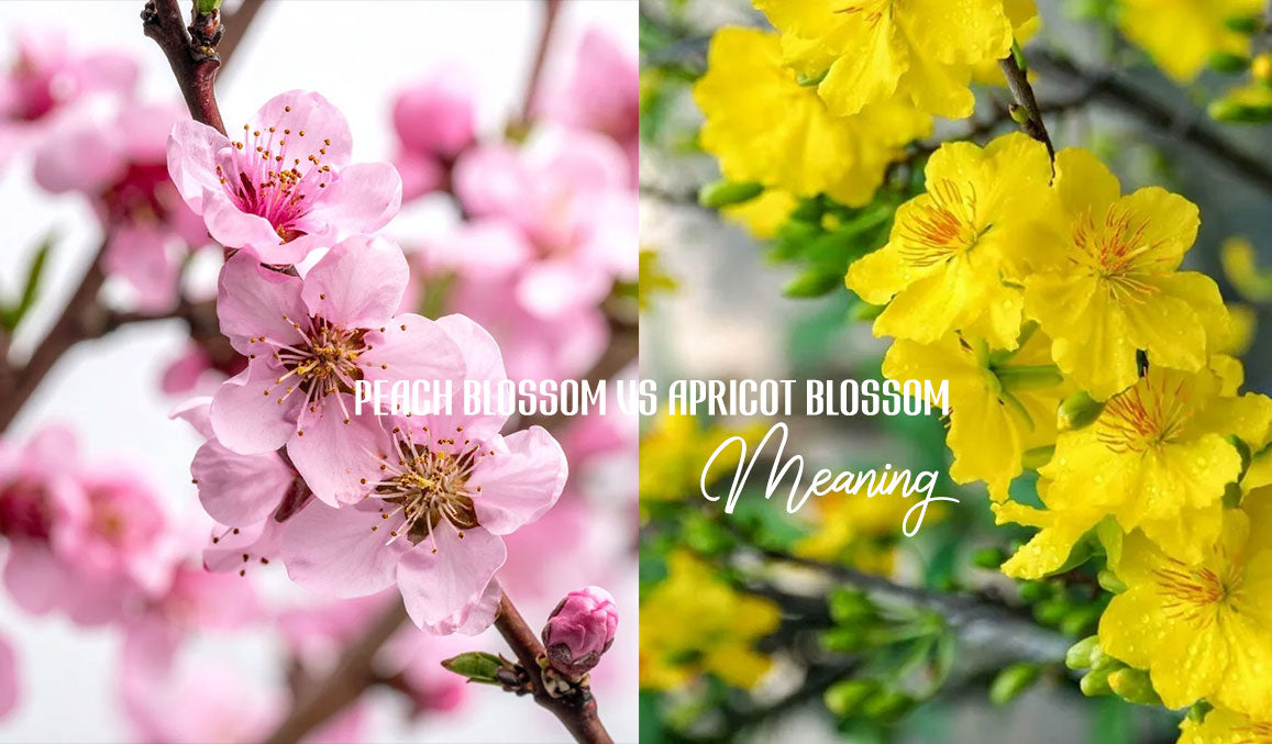 Peach Blossom vs Apricot Blossom Meaning