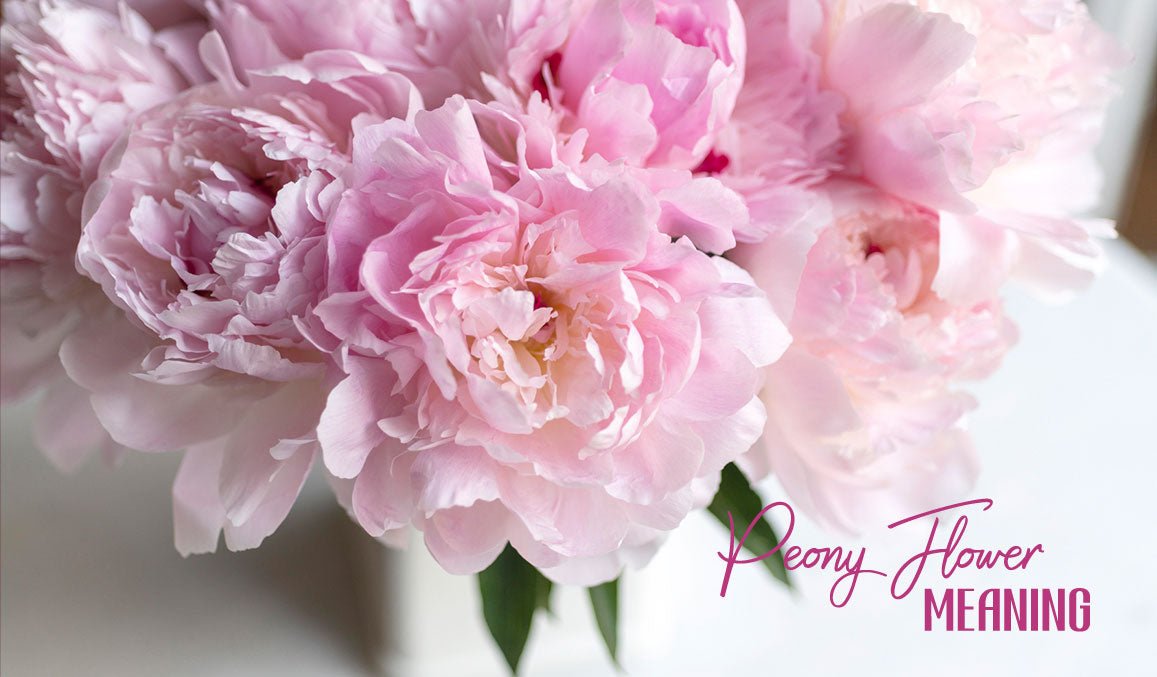 Peony Flower Meaning