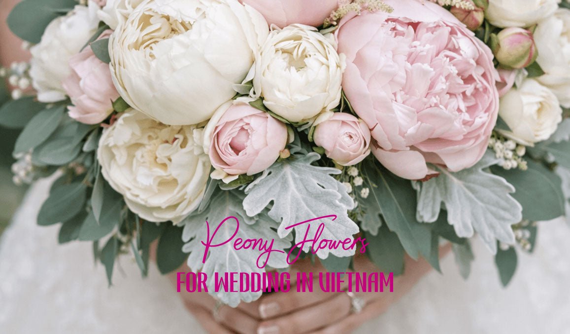 Peony Flowers for Wedding in Vietnam