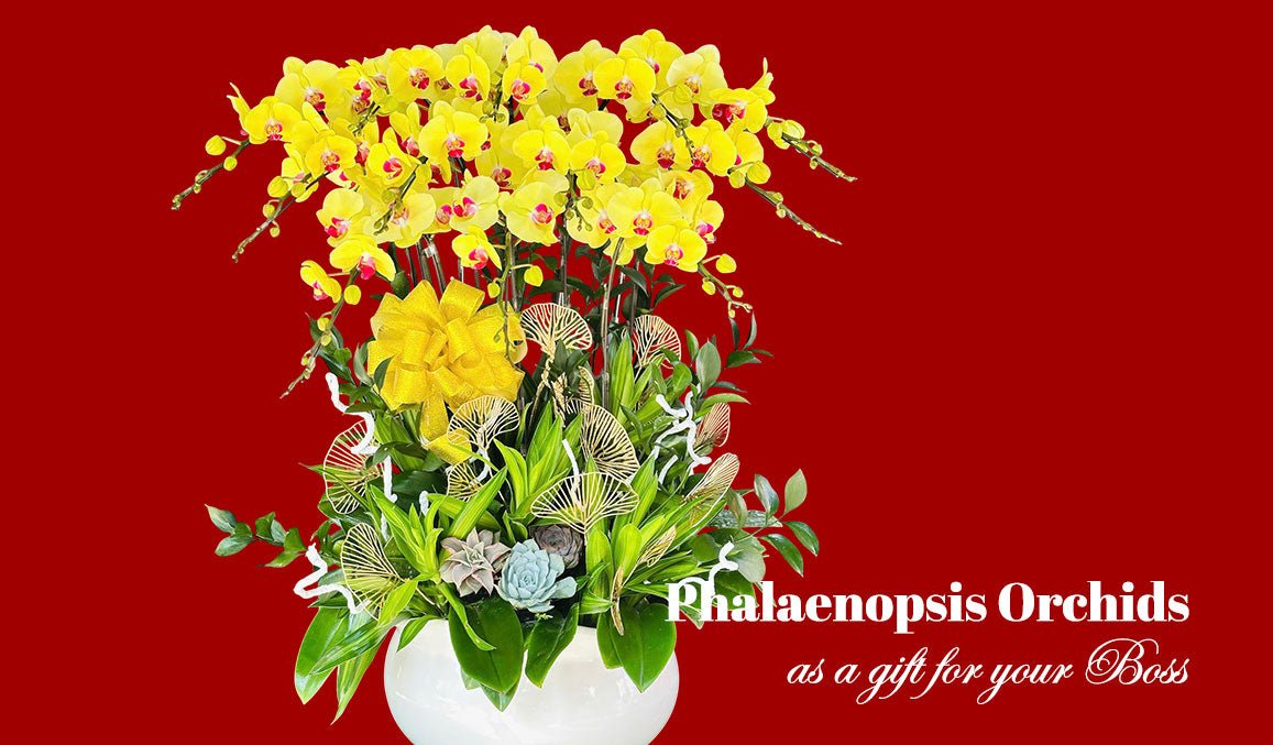 Phalaenopsis Orchids as a Gift for Your Boss