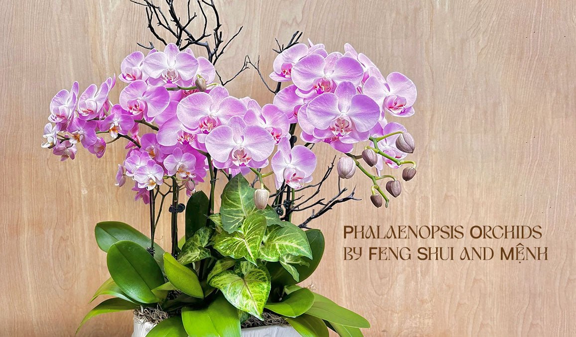 Phalaenopsis Orchids by Feng Shui and Mệnh