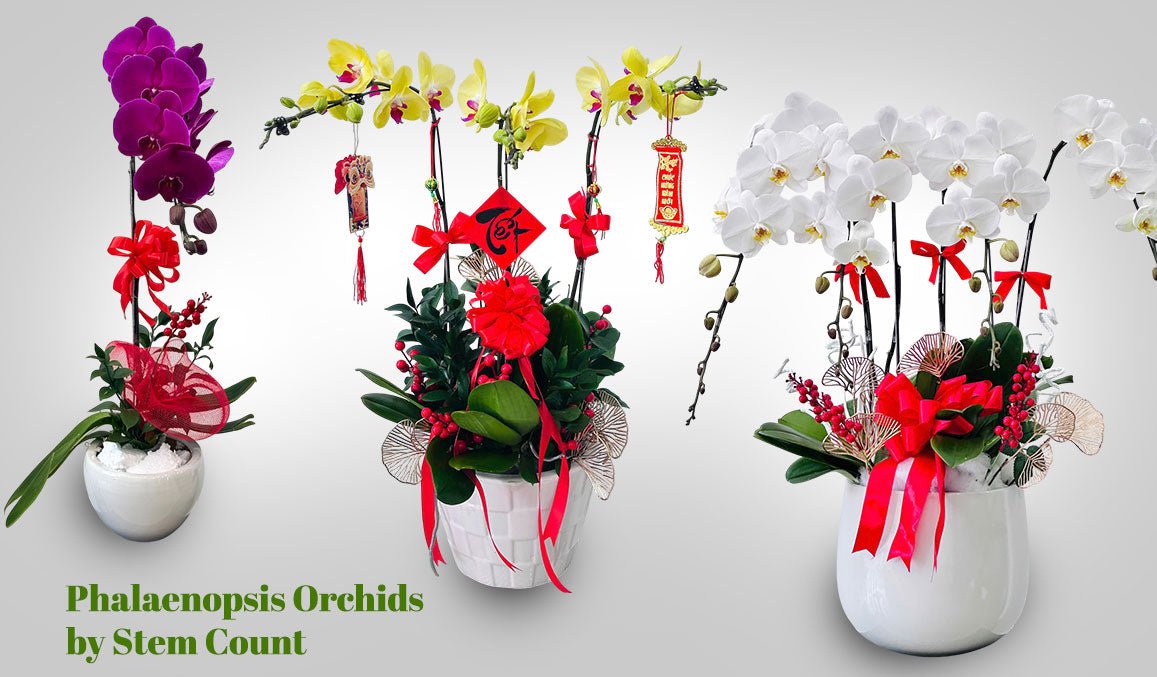 Phalaenopsis Orchids by Stem Count