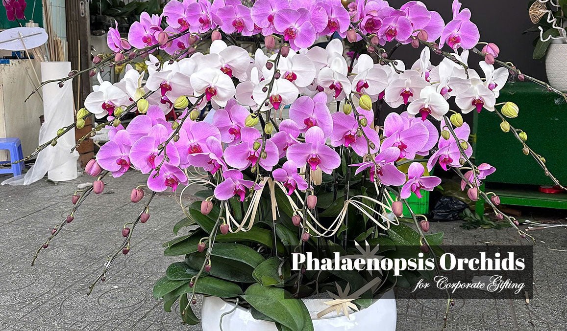 Phalaenopsis Orchids for Corporate Gifting