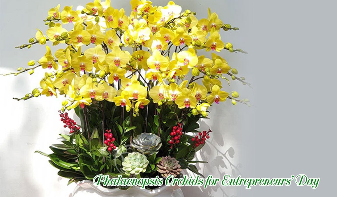 Phalaenopsis Orchids for Entrepreneurs' Day