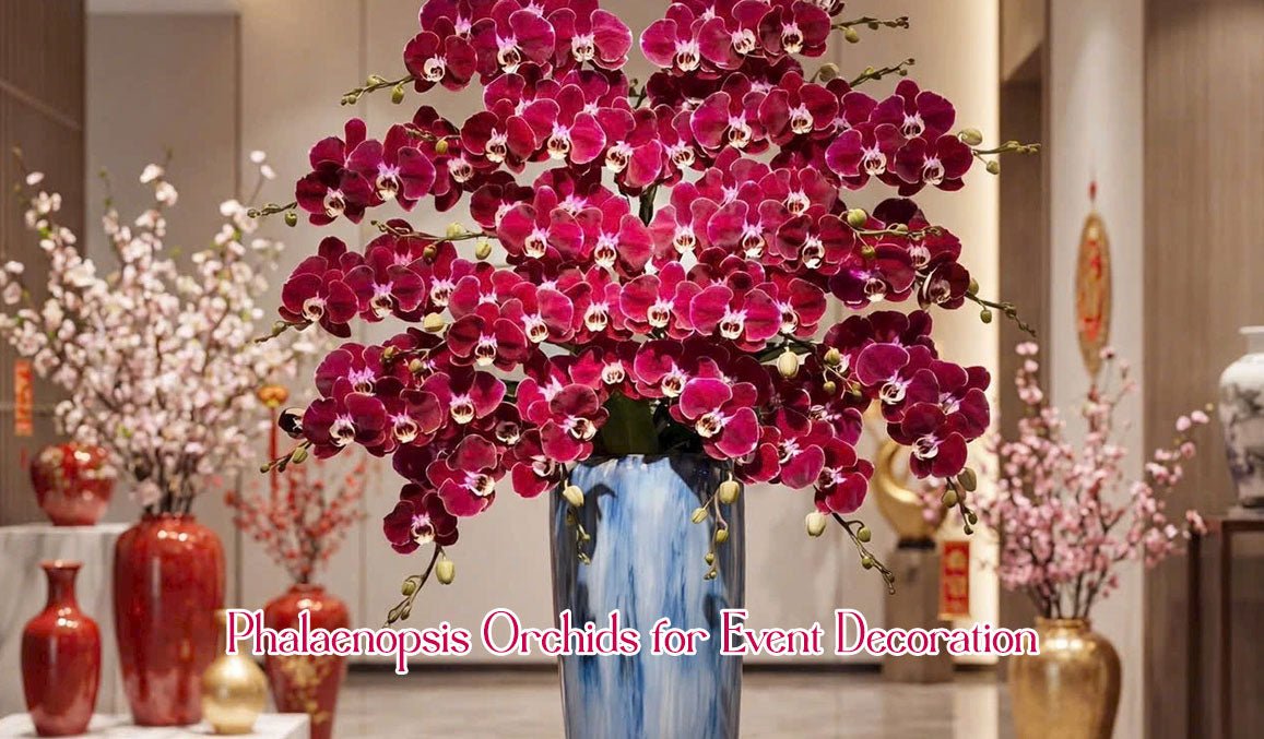 Phalaenopsis Orchids for Event Decoration