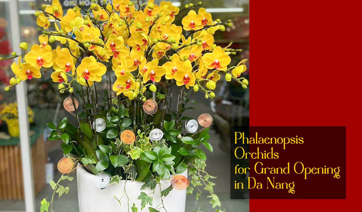 Phalaenopsis Orchids for Grand Opening in Da Nang