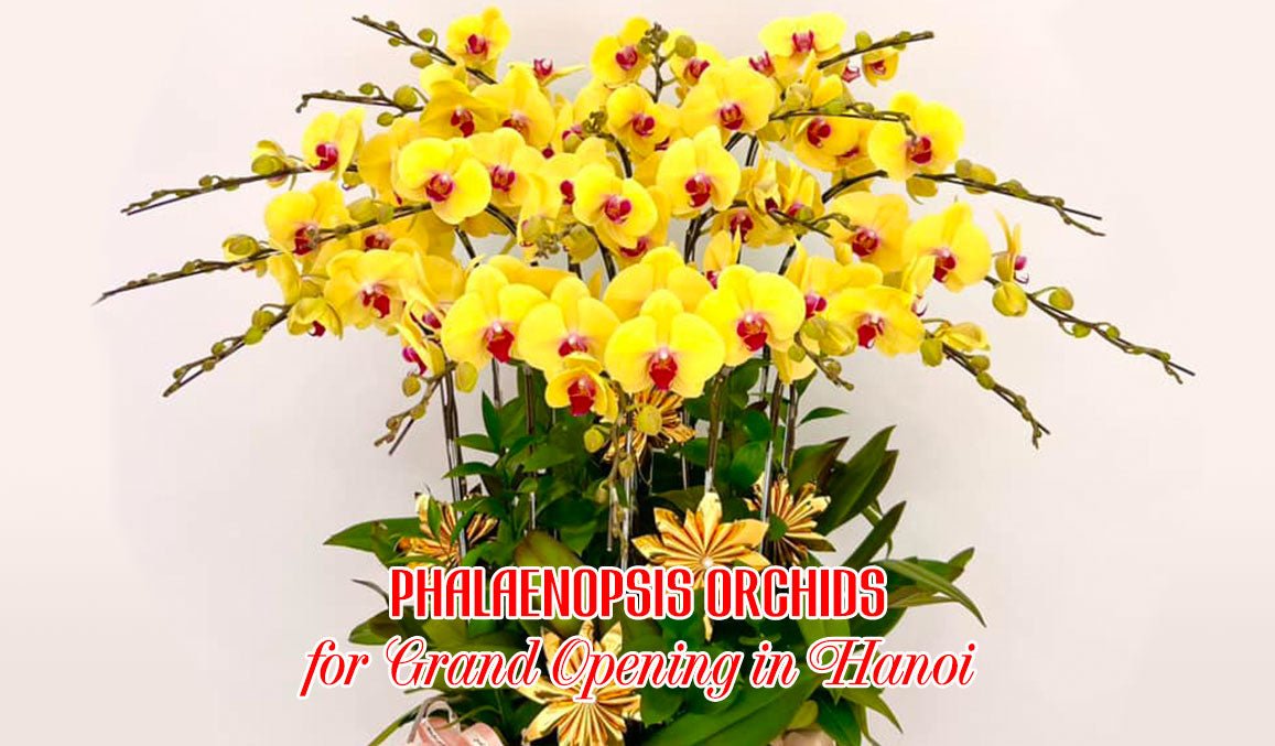 Phalaenopsis Orchids for Grand Opening in Hanoi
