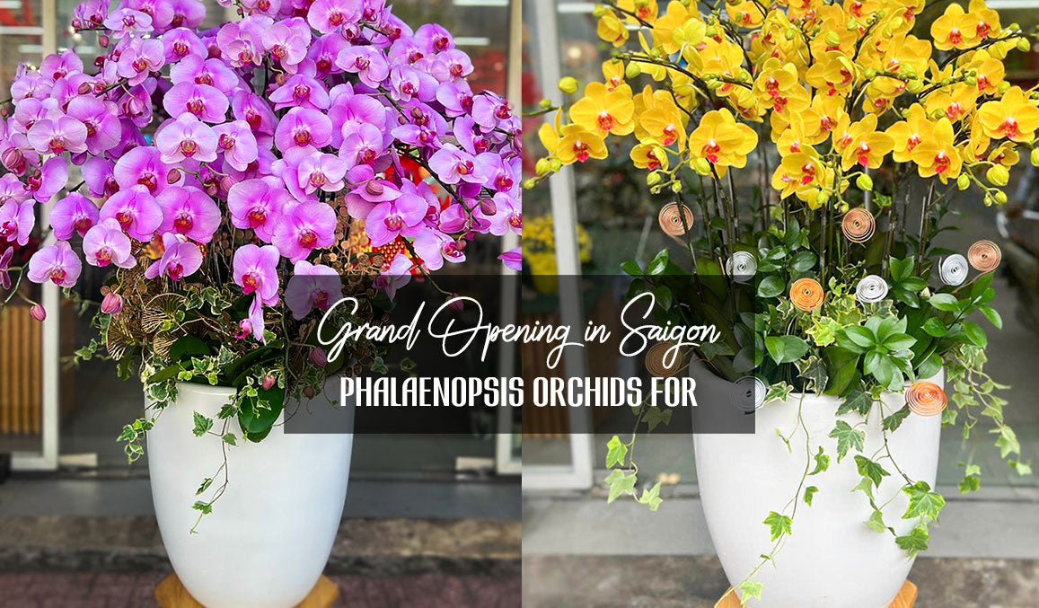 Phalaenopsis Orchids for Grand Opening in Saigon