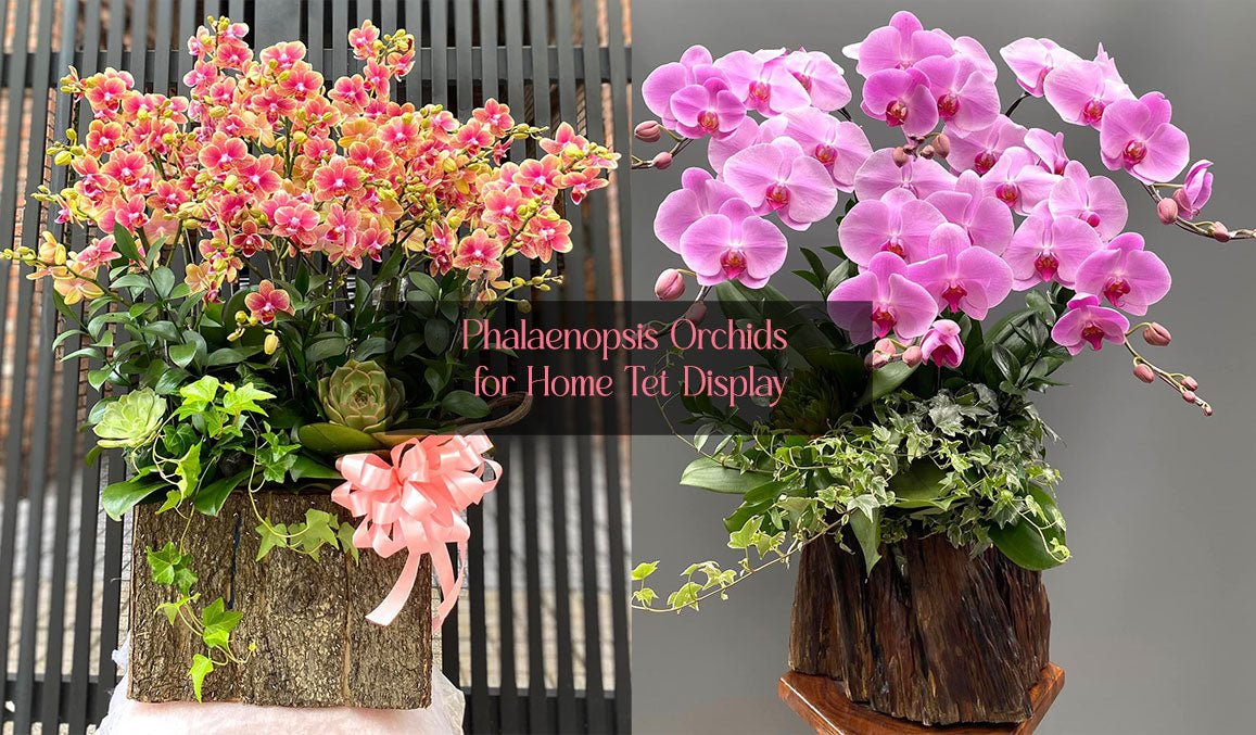 Phalaenopsis Orchids for Home Tet Display
