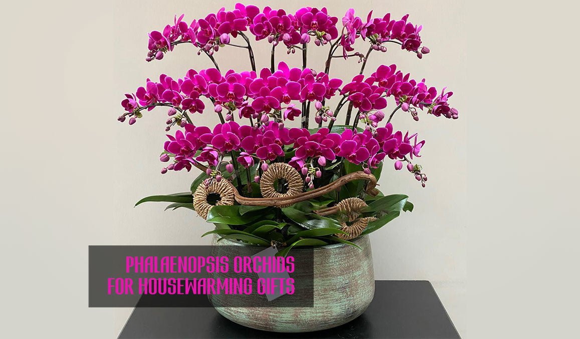 Phalaenopsis Orchids for Housewarming Gifts