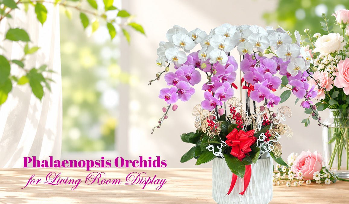 Phalaenopsis Orchids for Living Room Display