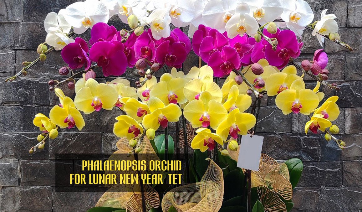 Phalaenopsis Orchids for Lunar New Year Tet