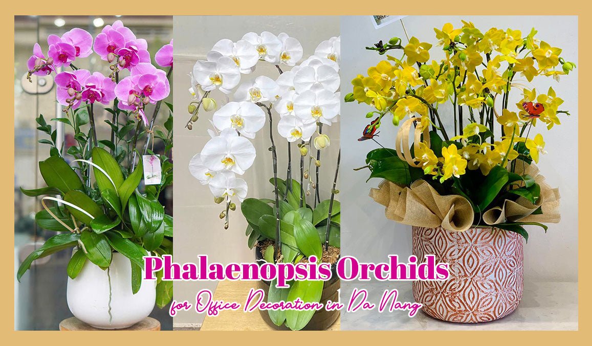 Phalaenopsis Orchids for Office Decoration in Da Nang