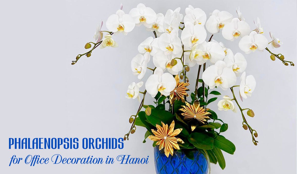 Phalaenopsis Orchids for Office Decoration in Hanoi