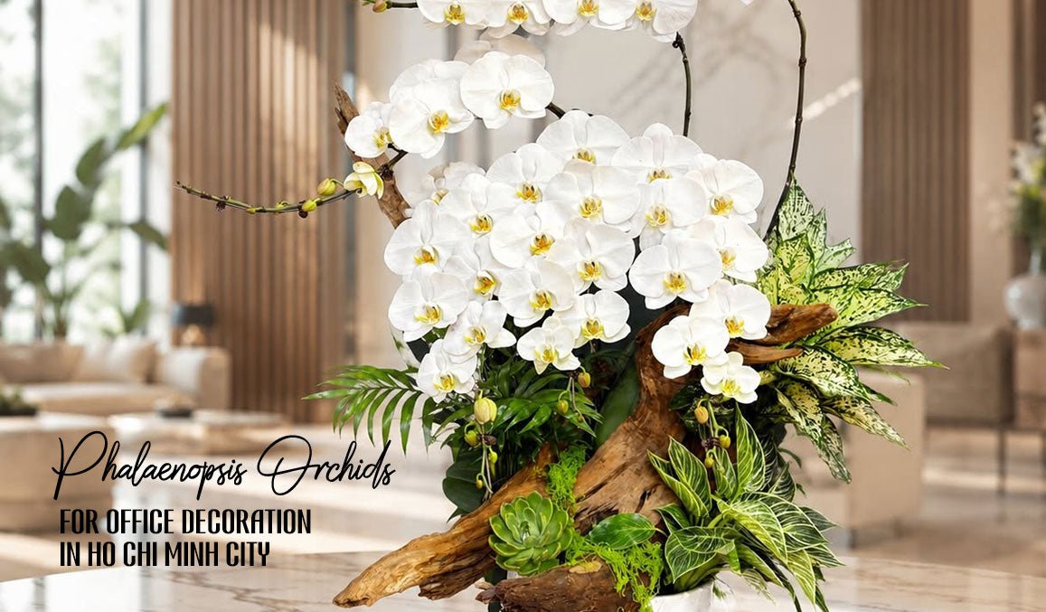 Phalaenopsis Orchids for Office Decoration in Ho Chi Minh City