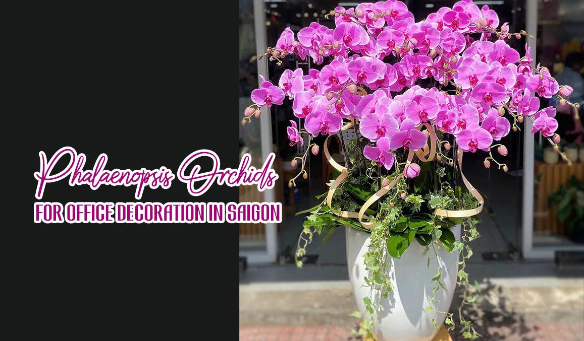 Phalaenopsis Orchids for Office Decoration in Saigon