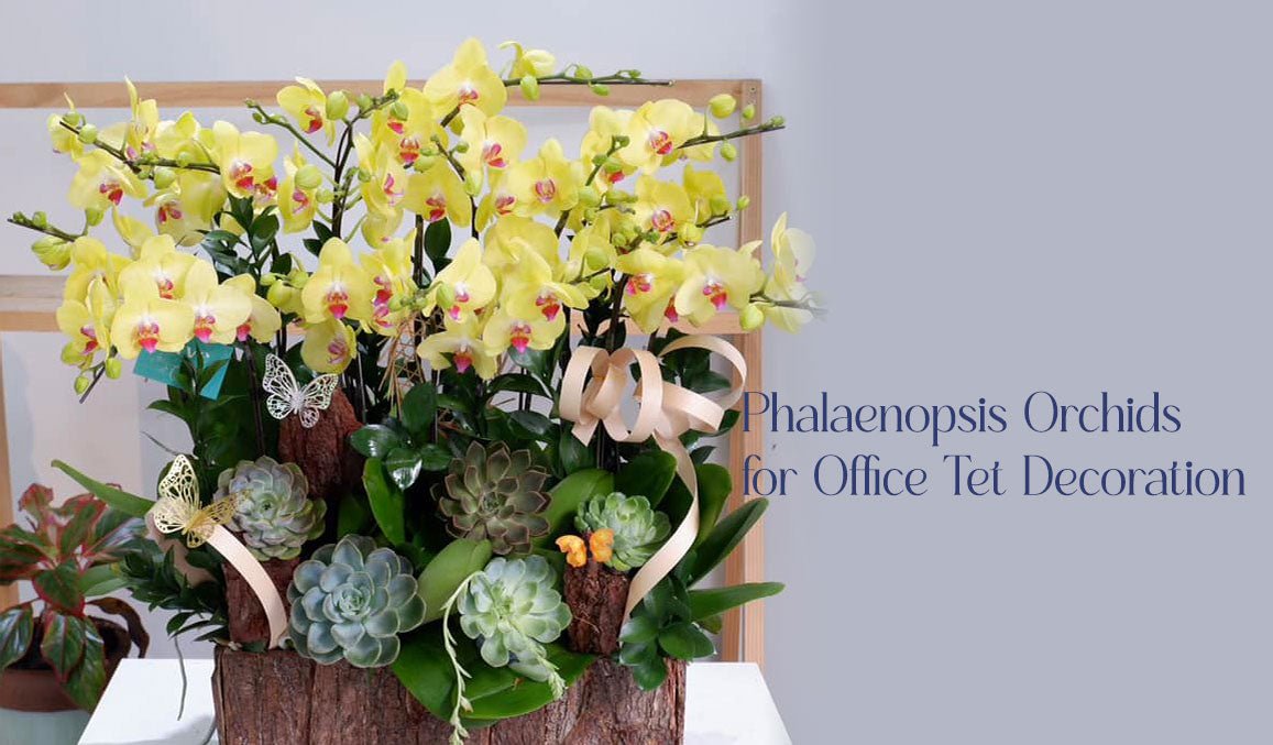 Phalaenopsis Orchids for Office Tet Decoration