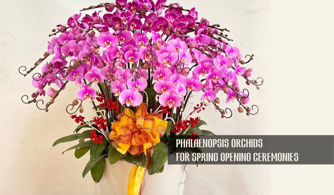 Phalaenopsis Orchids for Spring Opening Ceremonies