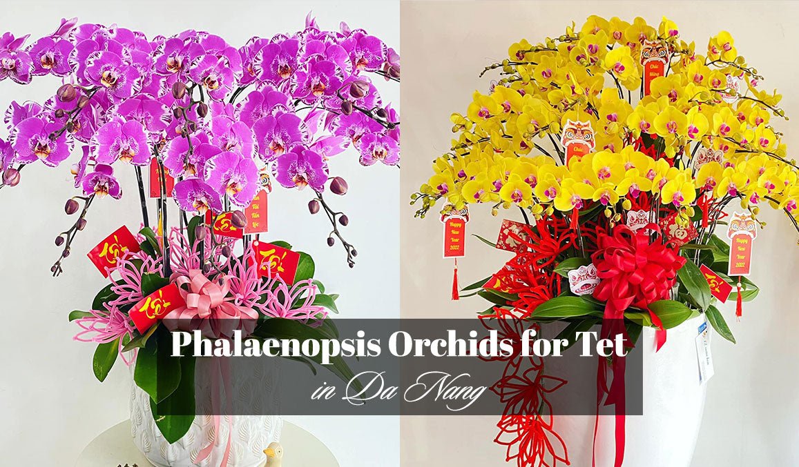 Phalaenopsis Orchids for Tet in Da Nang