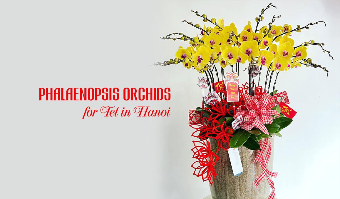Phalaenopsis Orchids for Tet in Hanoi