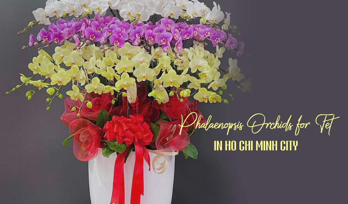 Phalaenopsis Orchids for Tet in Ho Chi Minh City