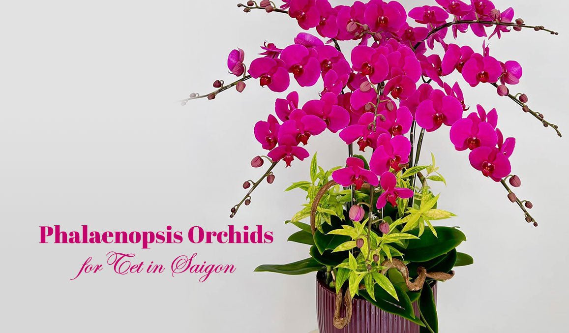 Phalaenopsis Orchids for Tet in Saigon