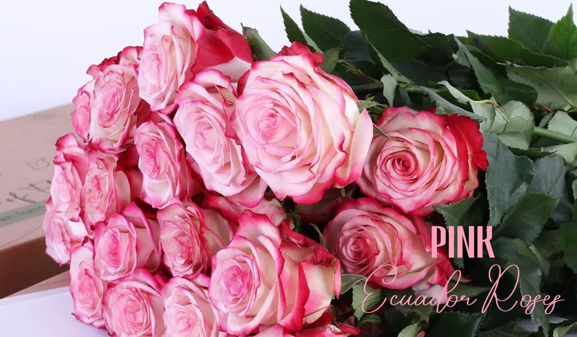 Pink Ecuador Roses