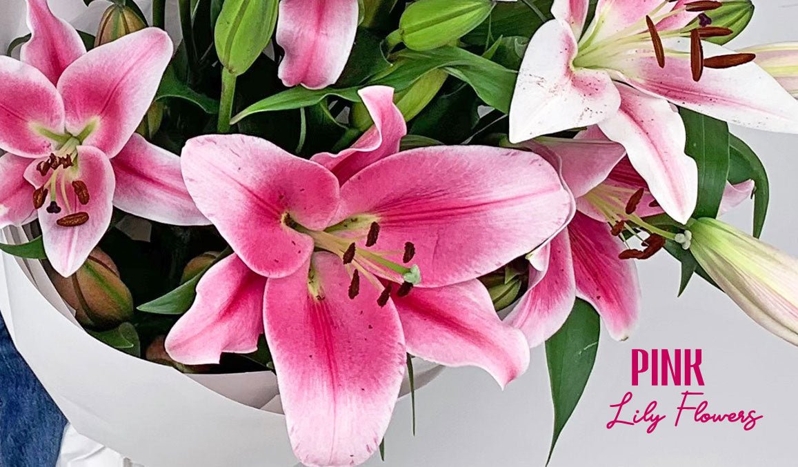 Pink Lily Flowers