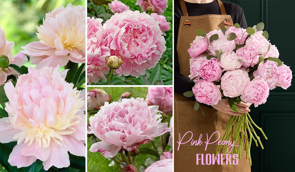 Pink Peony Flowers