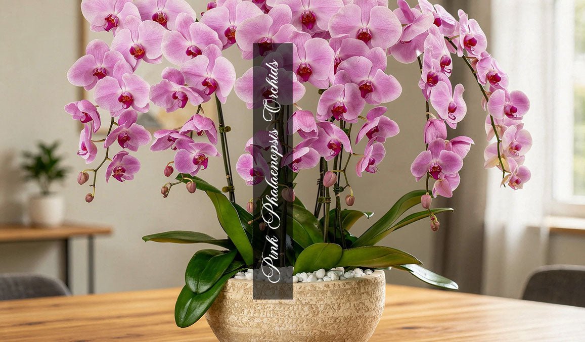 Pink Phalaenopsis Orchids