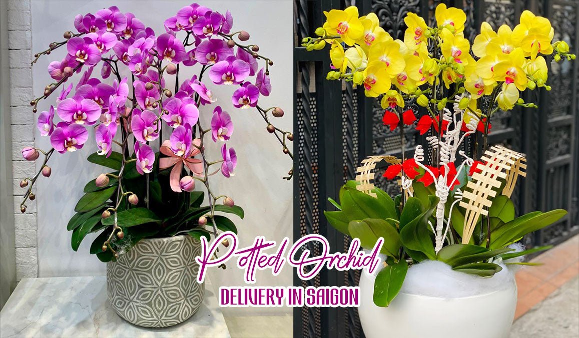 Potted Orchid Delivery in Saigon