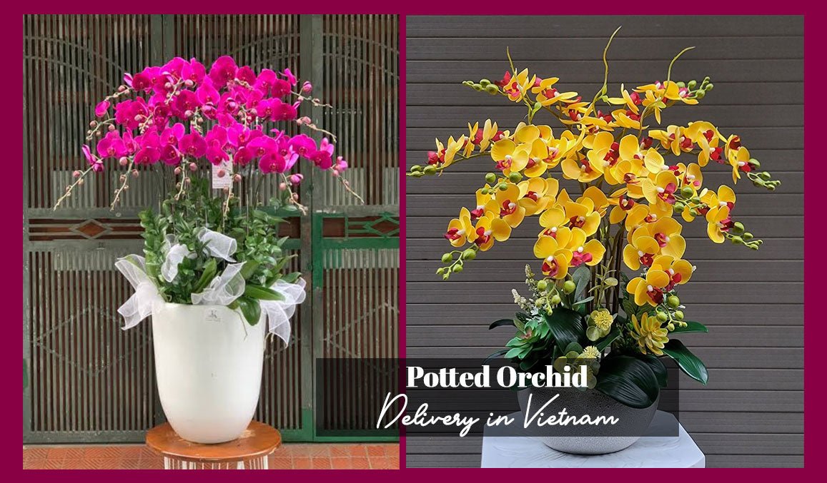 Potted Orchid Delivery in Vietnam