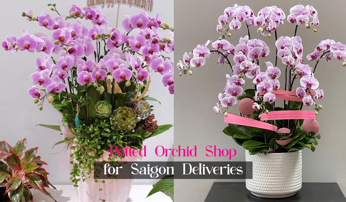 Potted Orchid Shop for Saigon Deliveries